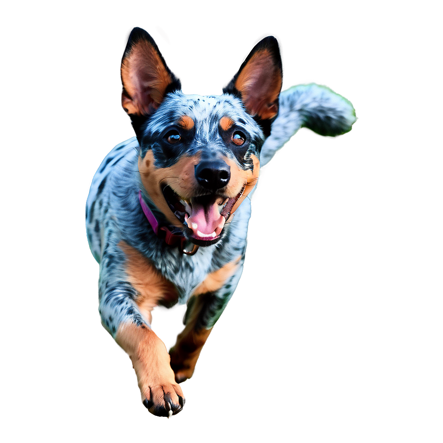 Blue Heeler At Play Png 06282024 PNG image