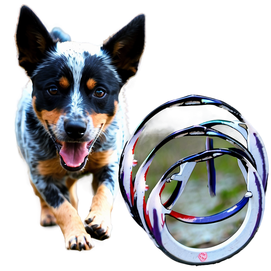 Blue Heeler With Frisbee Png 44 PNG image