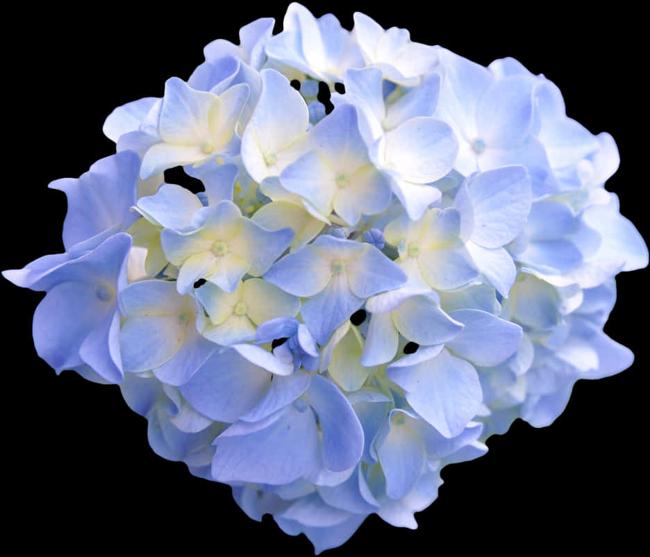 Blue Hydrangea Black Background PNG image