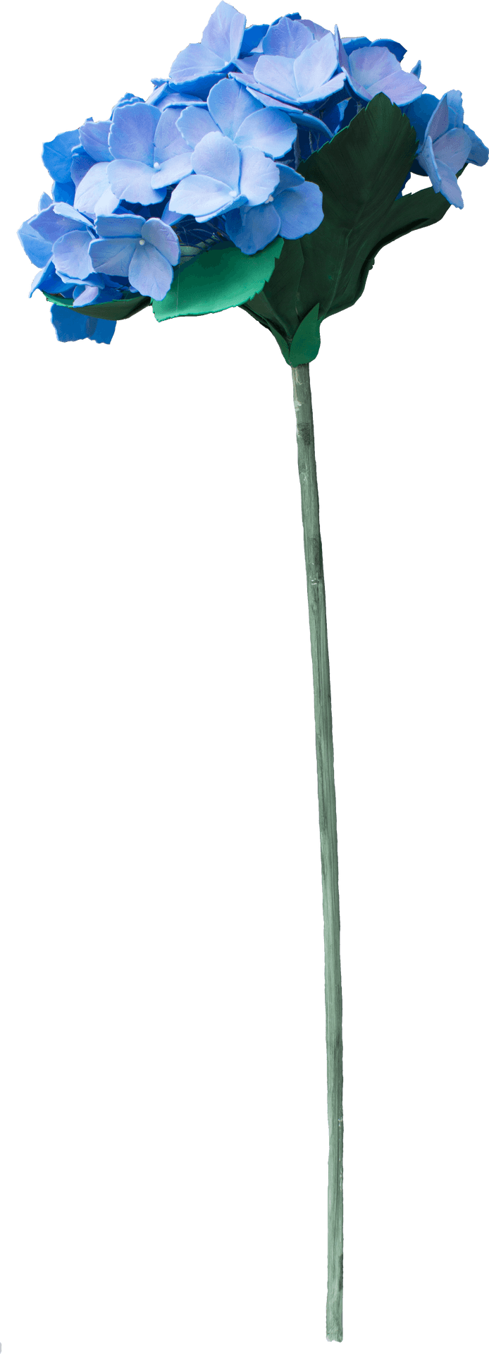 Blue Hydrangea Single Stem PNG image