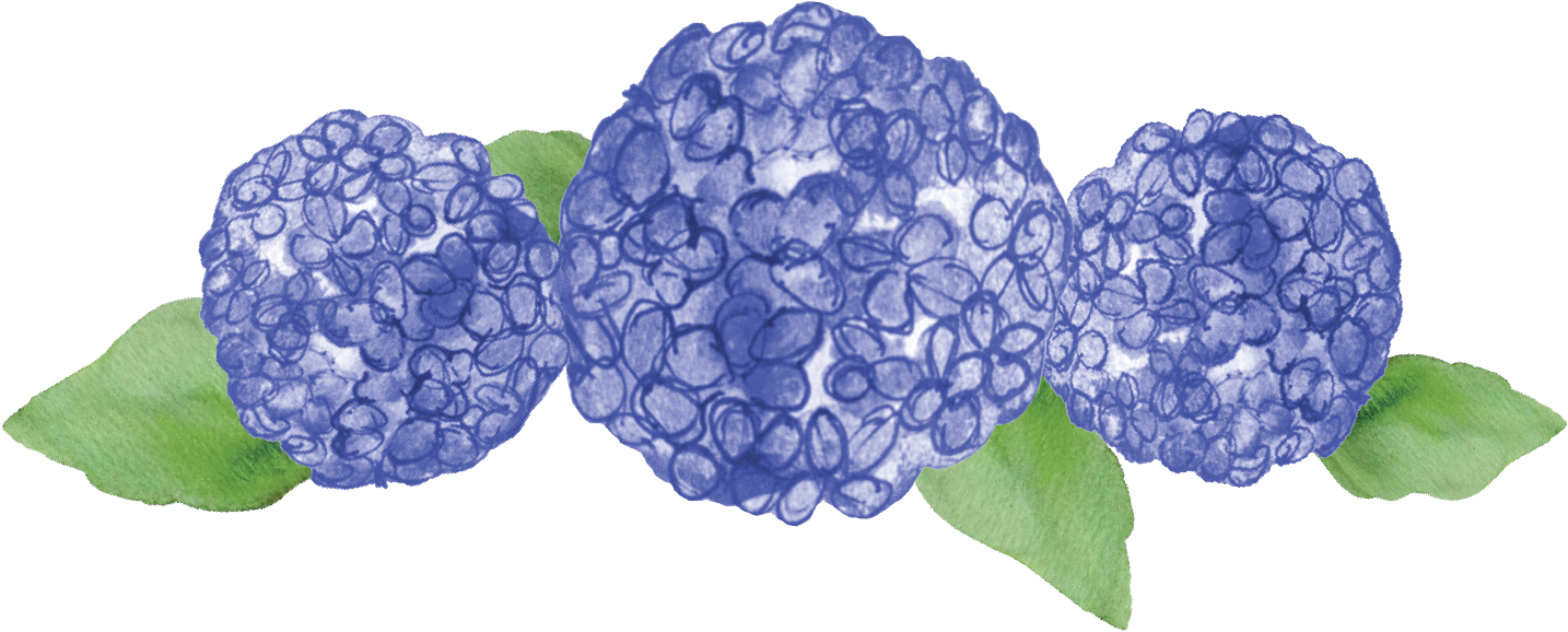 Blue Hydrangea Watercolor Illustration PNG image