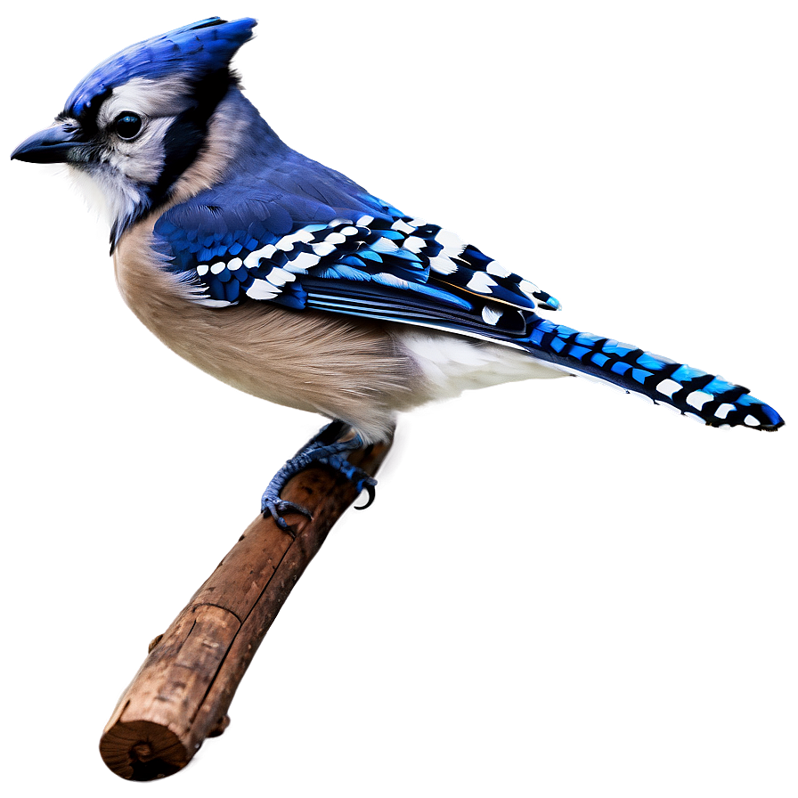 Blue Jay Bird Png 05032024 PNG image