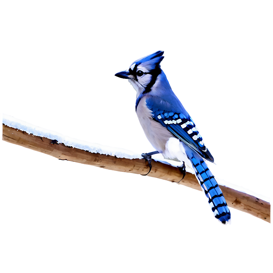 Blue Jay In Winter Scene Png 06262024 PNG image