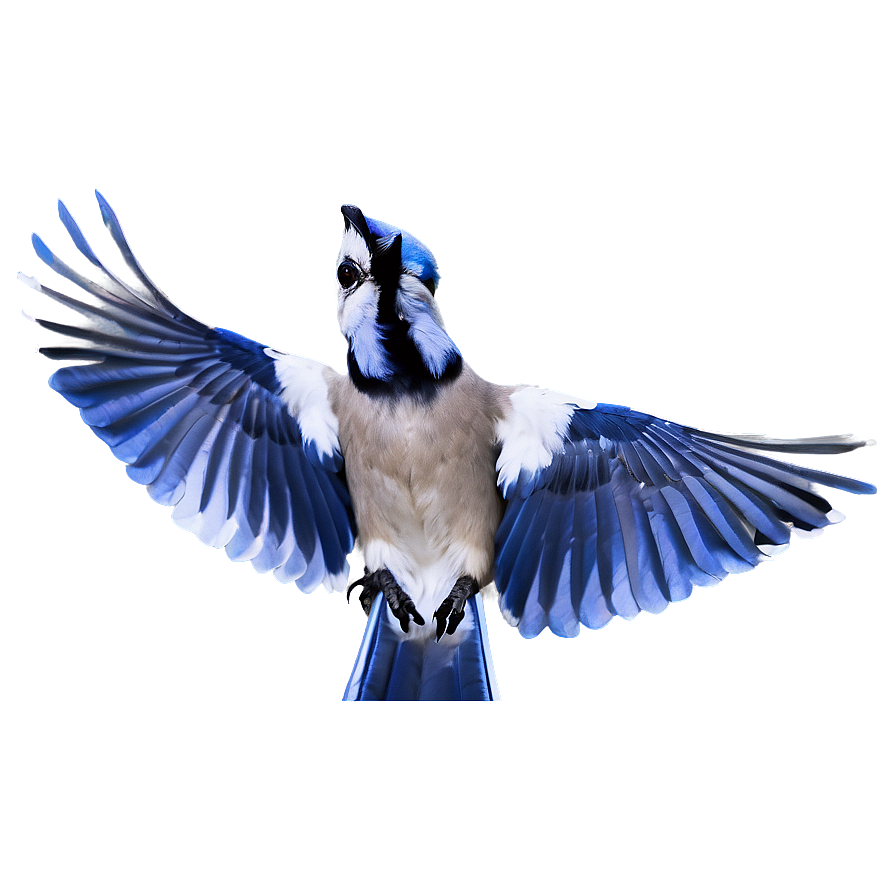 Blue Jay With Open Wings Png Imn PNG image