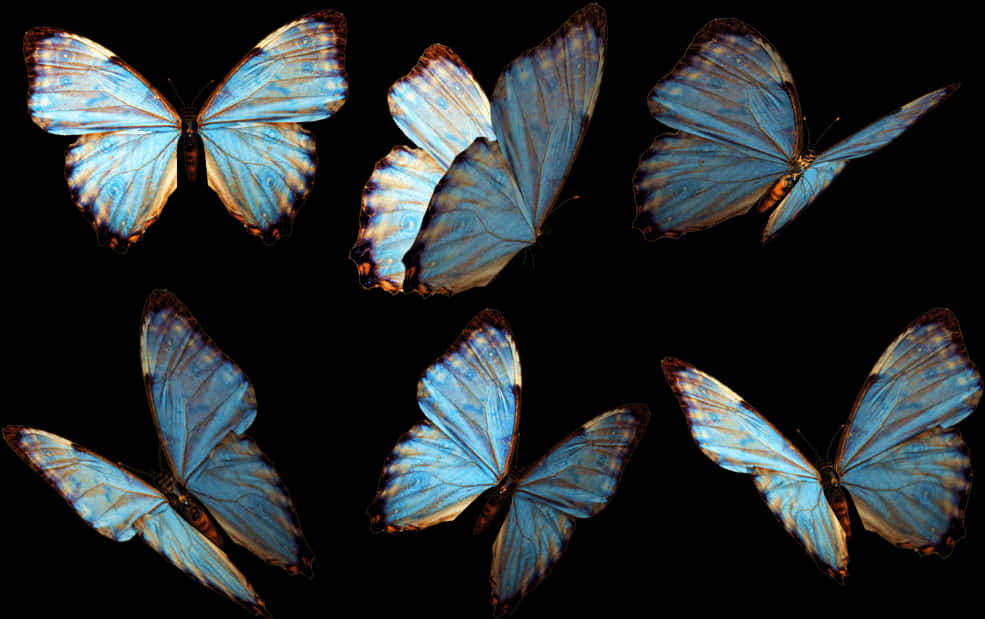 Blue Morpho Butterflies Collection PNG image
