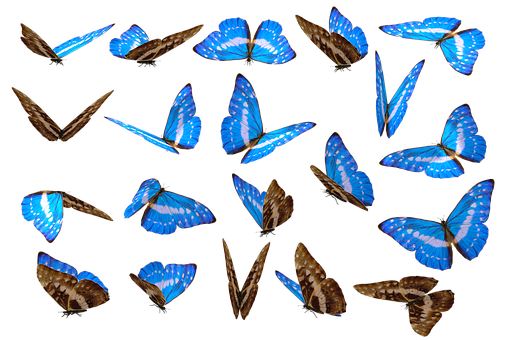 Blue Morpho Butterfliesin Flight PNG image