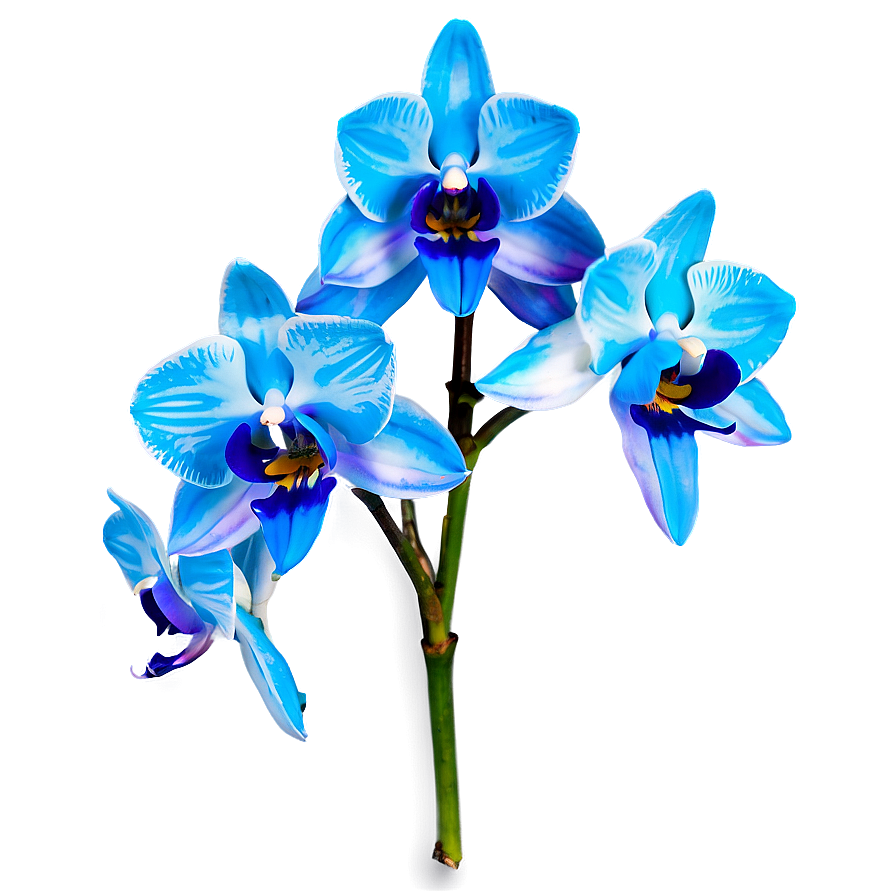 Blue Orchid Png 05242024 PNG image