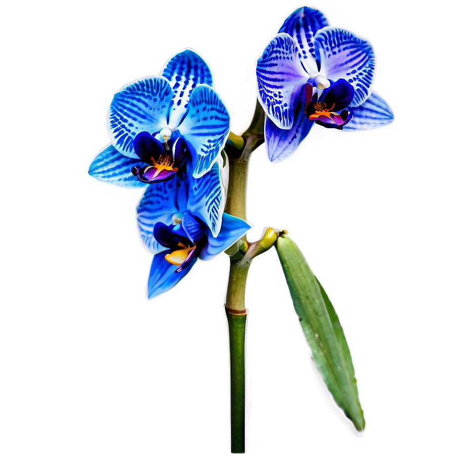 Blue Orchid Png 05242024 PNG image