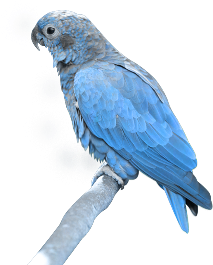 Blue Parrot Perchedon Branch PNG image