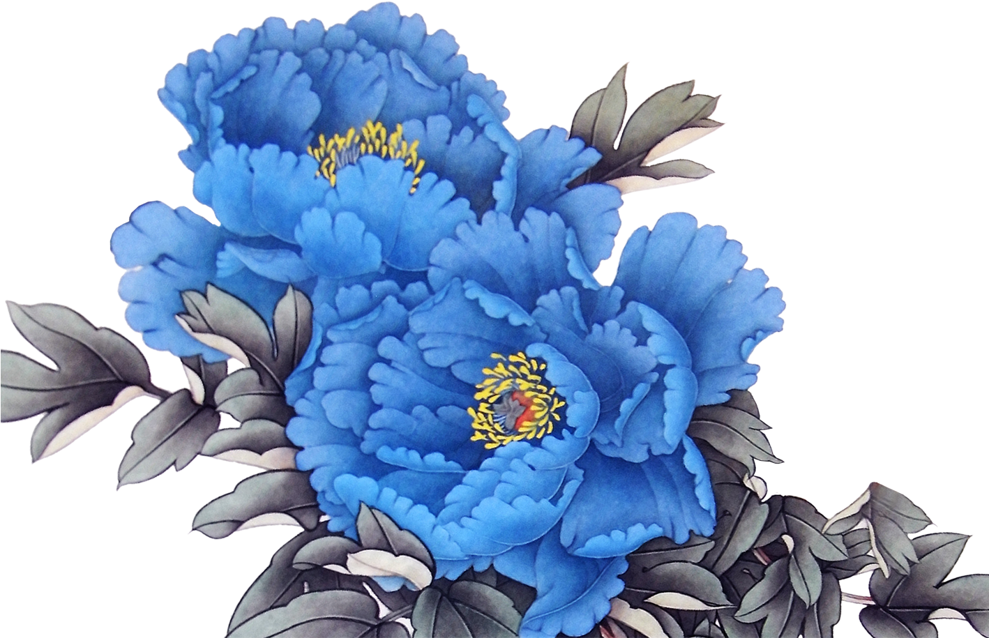 Blue Peony Illustration PNG image