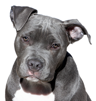 Blue Pitbull Portrait Black Background PNG image