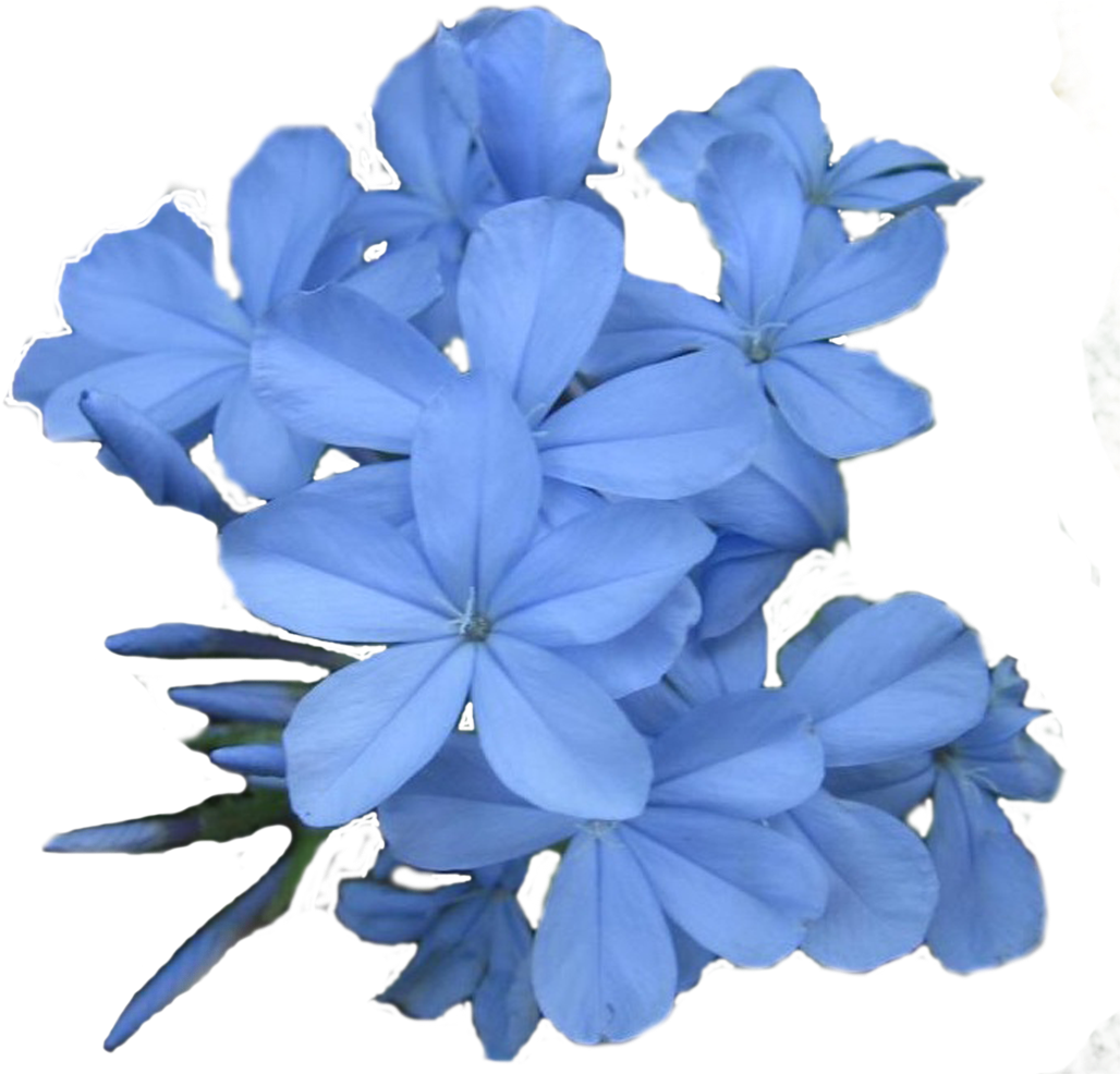 Blue Plumeria Blooms PNG image