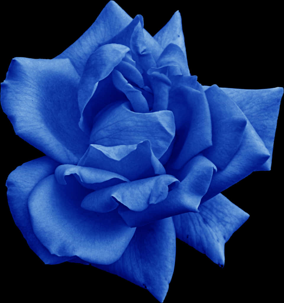 Blue Rose Black Background PNG image