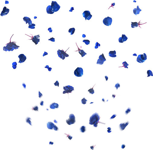 Blue Rose Petals Falling Transparent Background PNG image