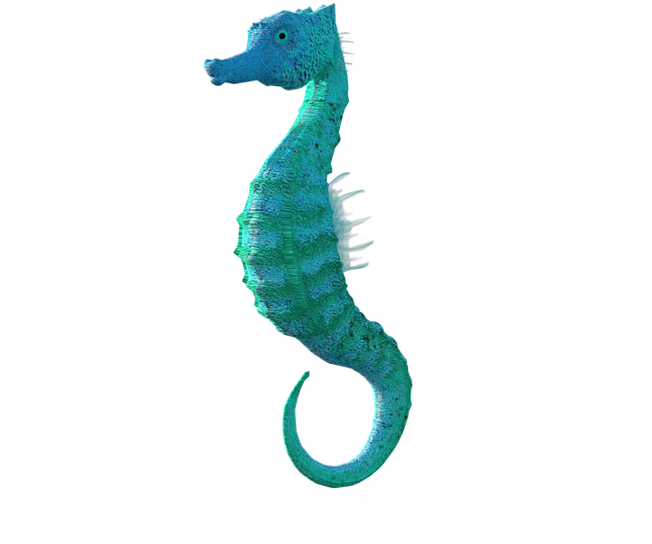 Blue Seahorse Profile PNG image