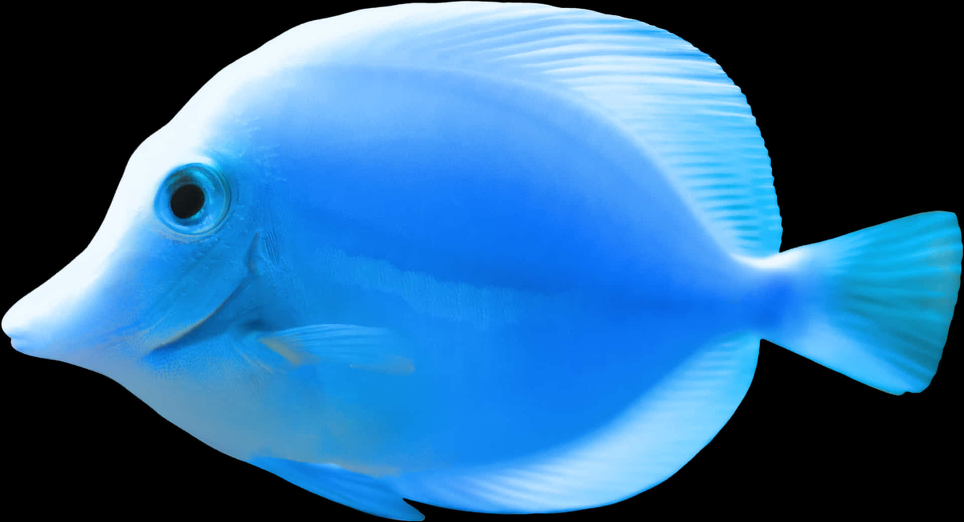 Blue Tang Fish Isolatedon Black PNG image