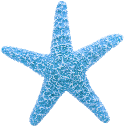 Blue Textured Starfish Clipart PNG image
