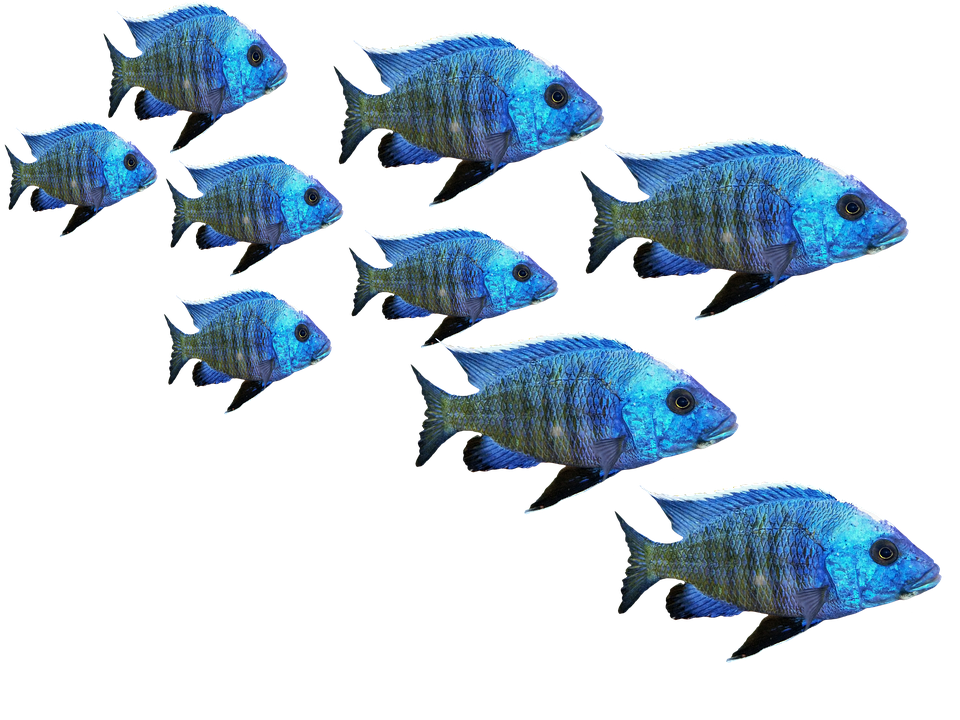 Blue Tropical Fish School.png PNG image