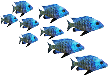 Blue Tropical Fish School900x675 PNG image