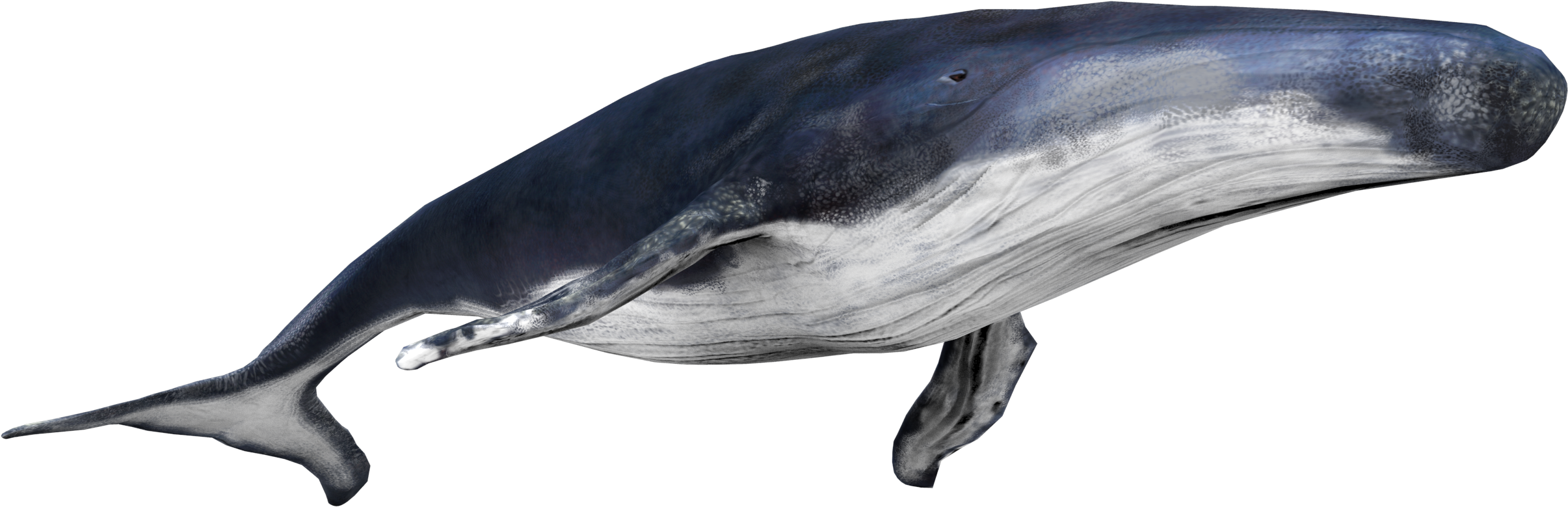 Blue Whale Side View.png PNG image