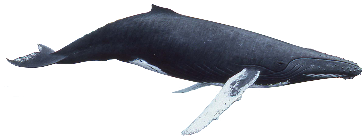 Blue Whale Underwater PNG image