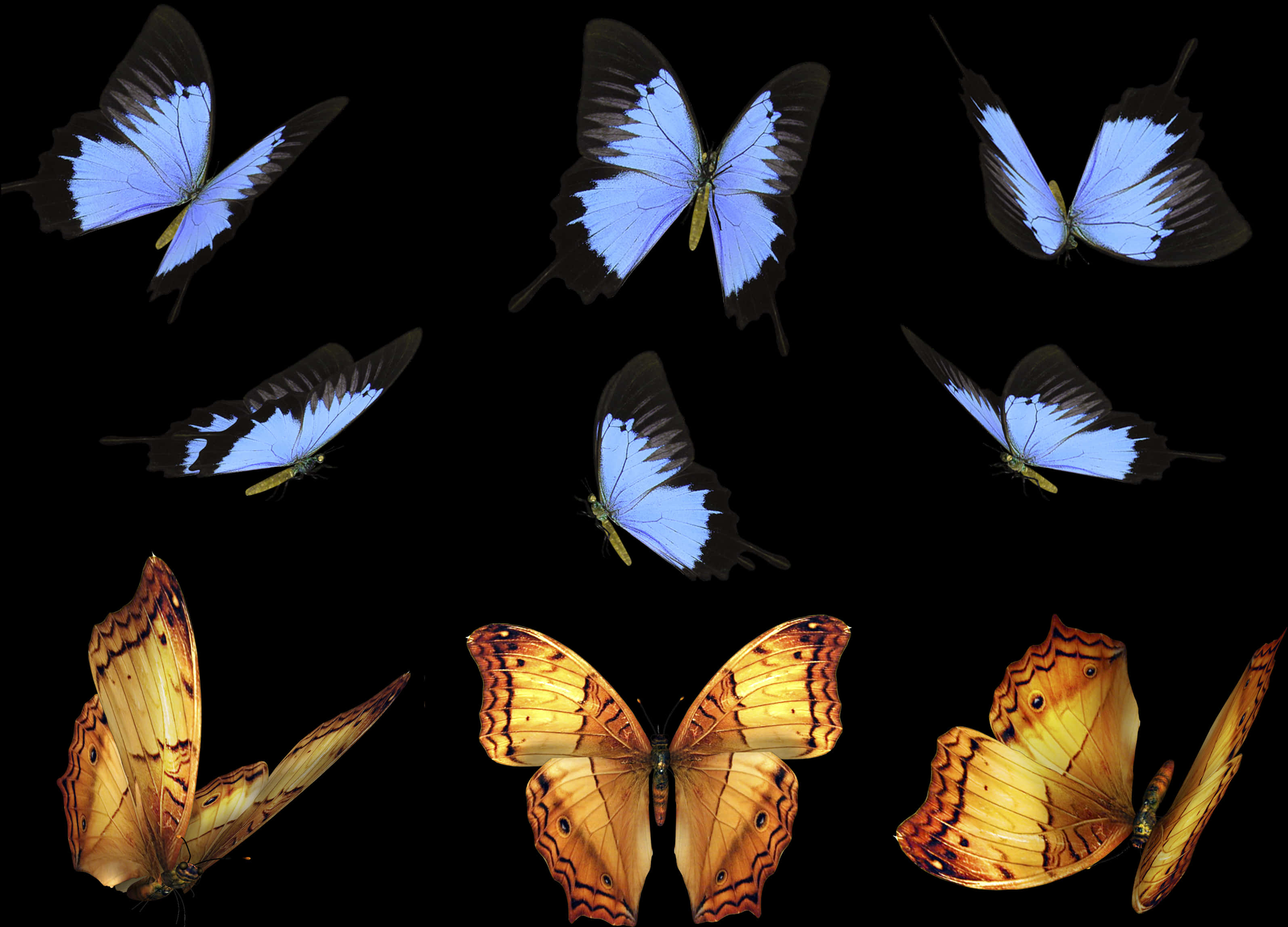 Blueand Orange Butterfliesin Flight PNG image