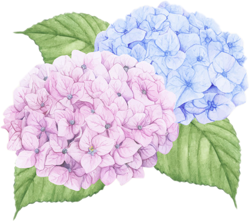 Blueand Pink Hydrangea Watercolor PNG image
