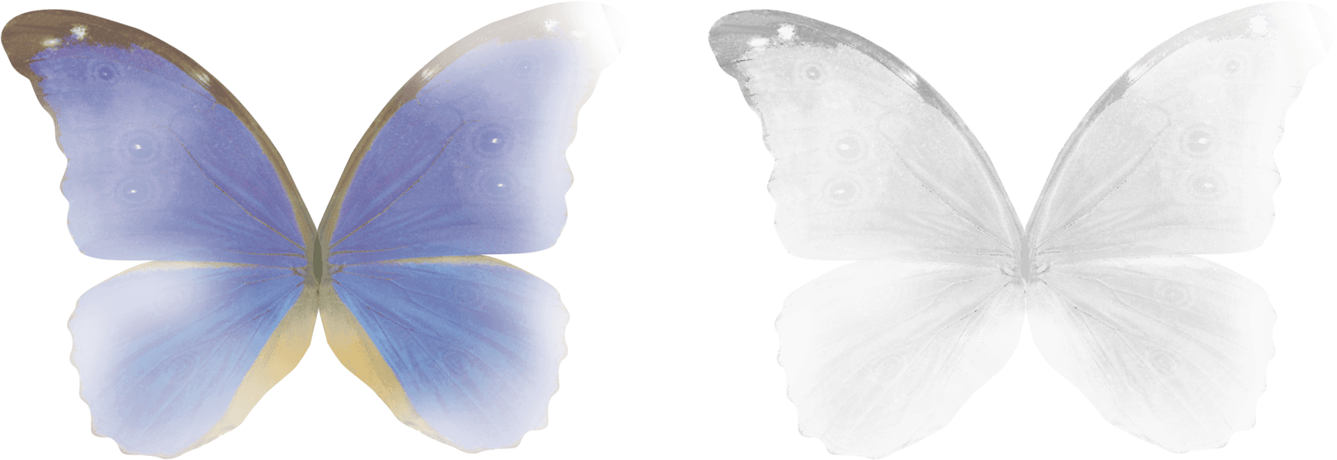 Blueand White Butterfly Duo PNG image