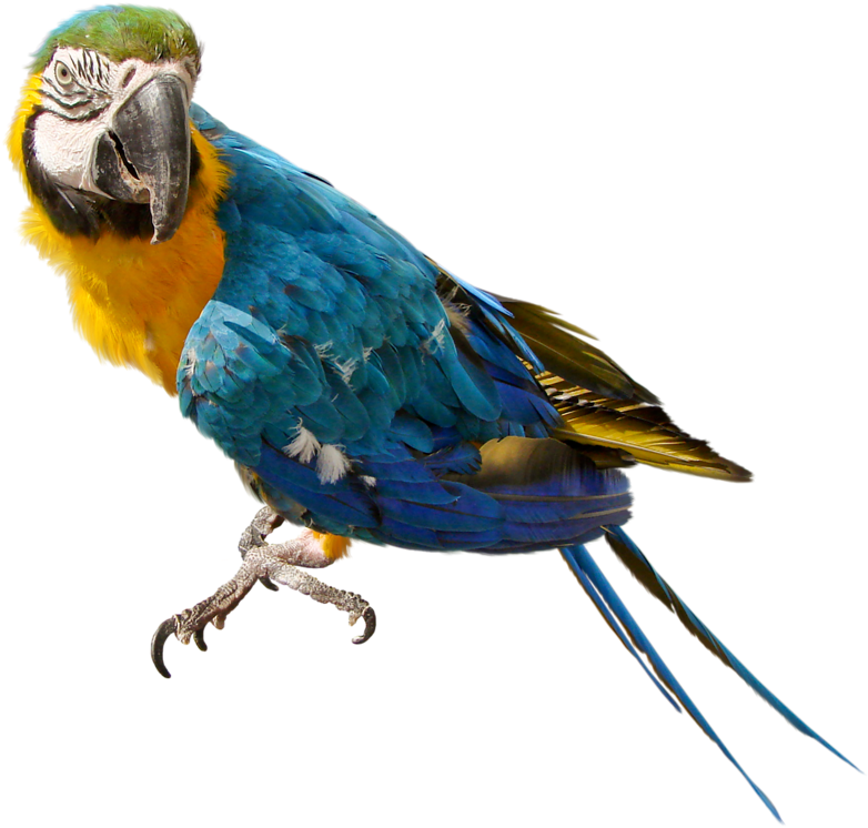 Blueand Yellow Macaw Perched PNG image