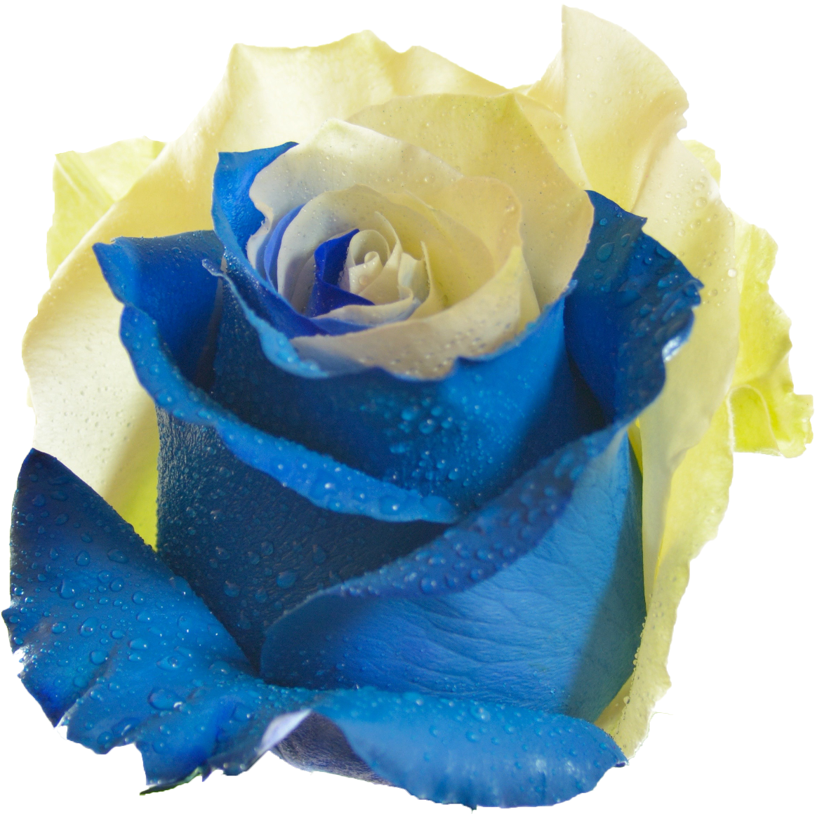 Blueand Yellow Rosewith Dew Drops.png PNG image