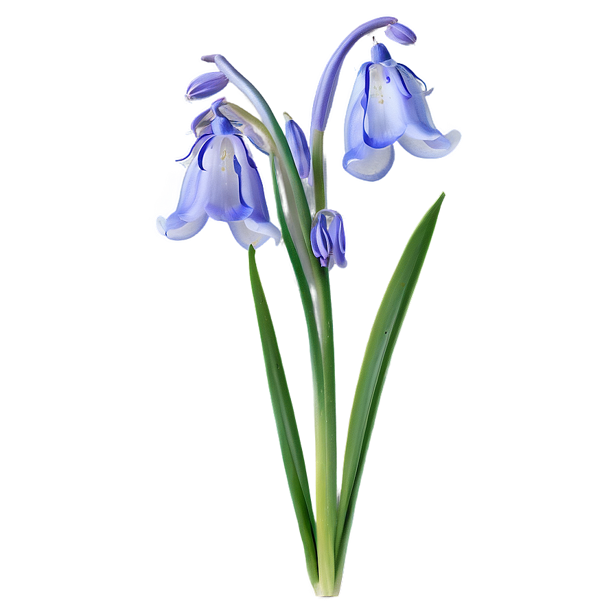 Bluebell Flower Transparent Png 27 PNG image