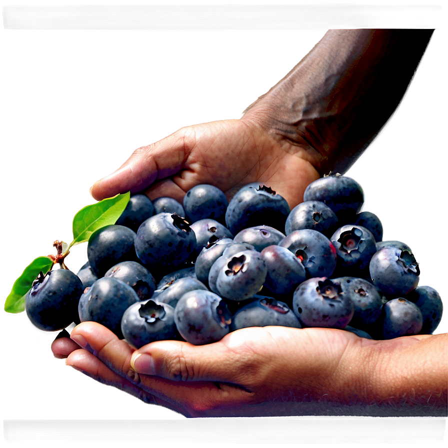 Blueberries In Hand Png 89 PNG image