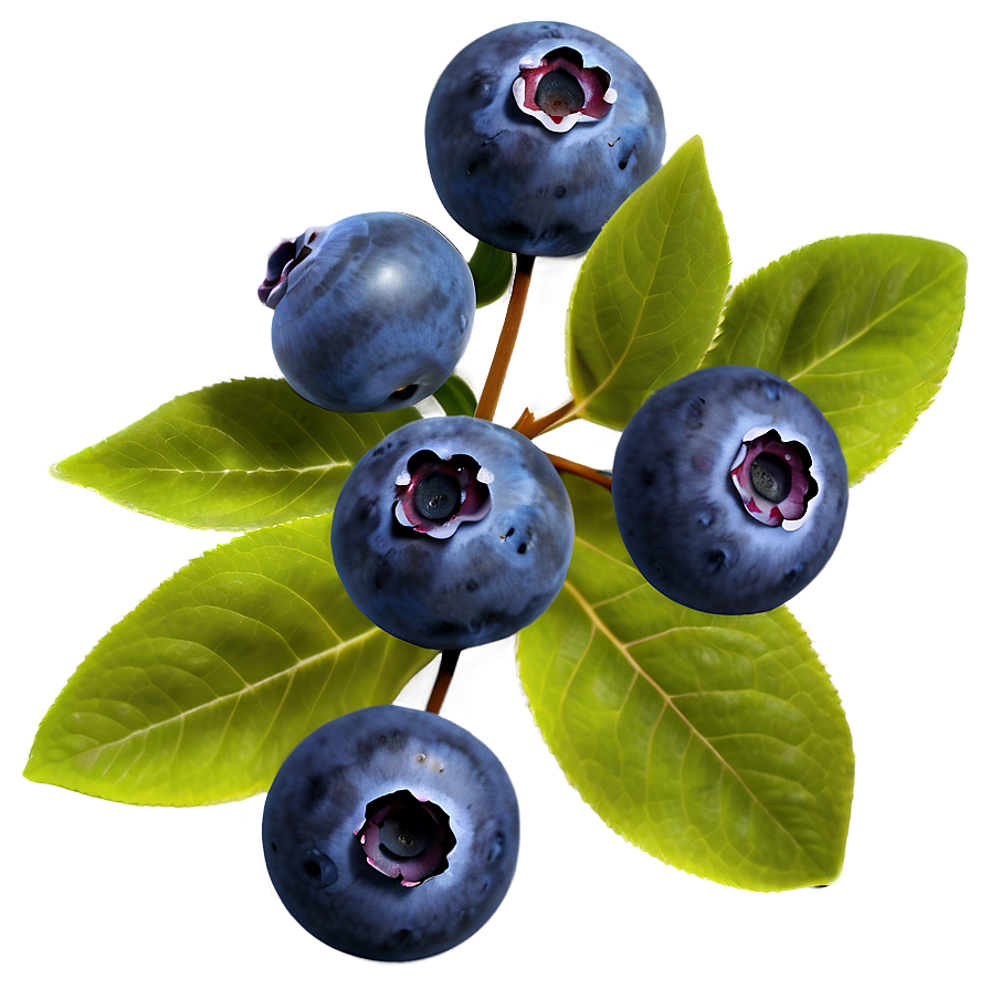 Blueberries In Nature Png Rqn PNG image