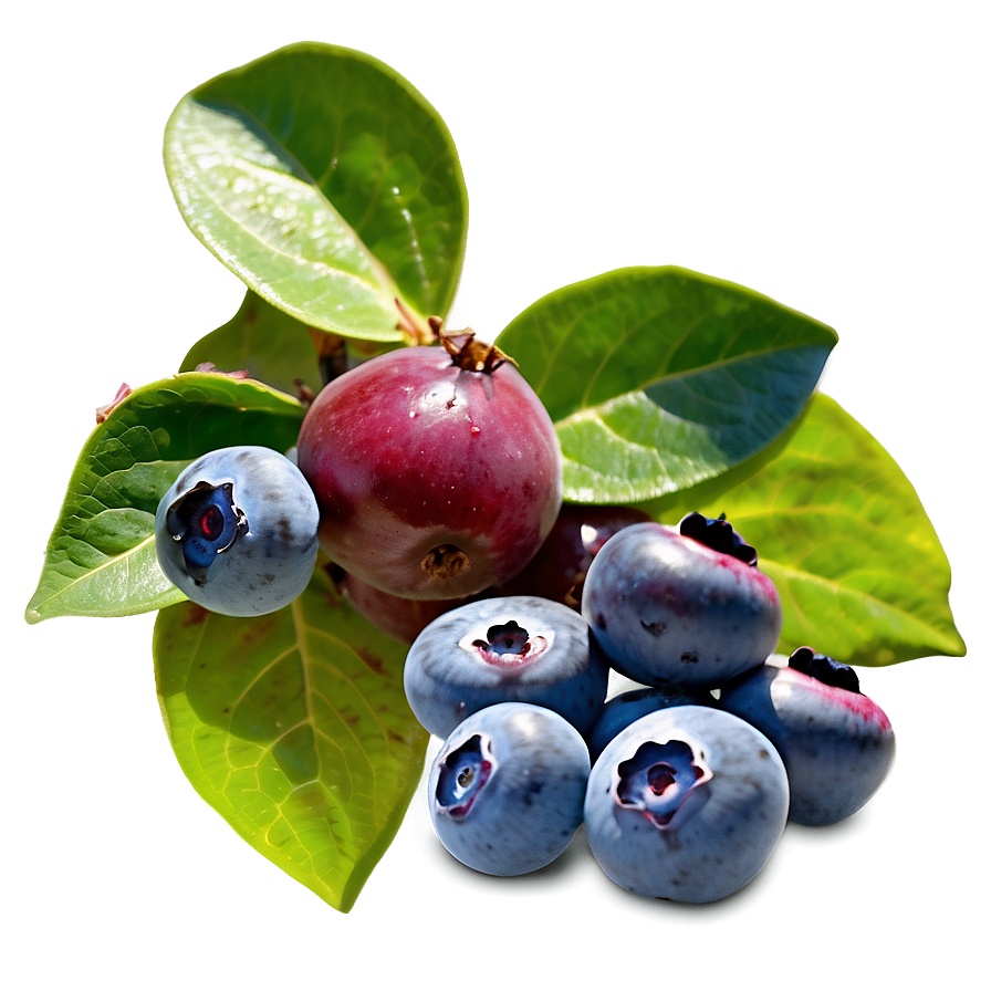 Blueberry Bush Bounty Png 4 PNG image