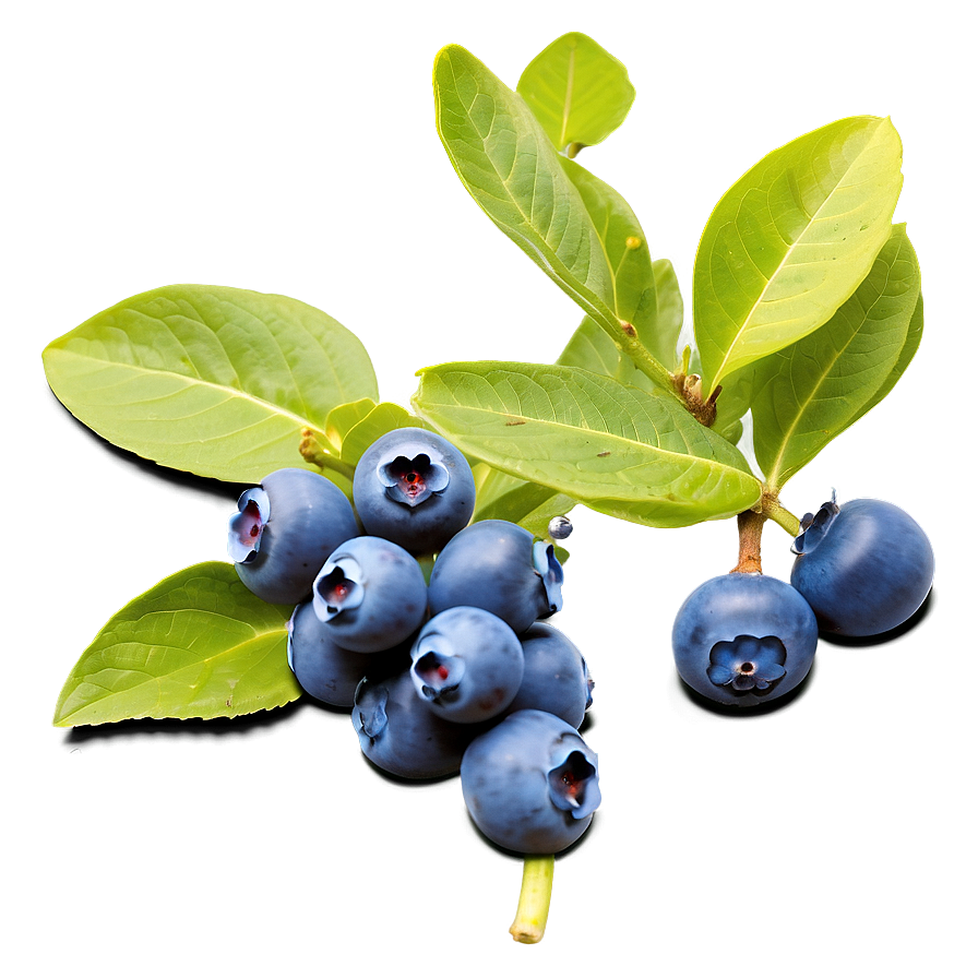 Blueberry Bush Bounty Png Xet PNG image