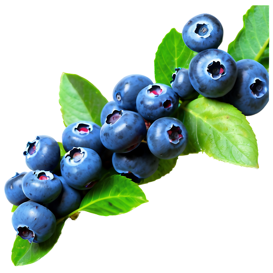 Blueberry Farm Fresh Png 05212024 PNG image