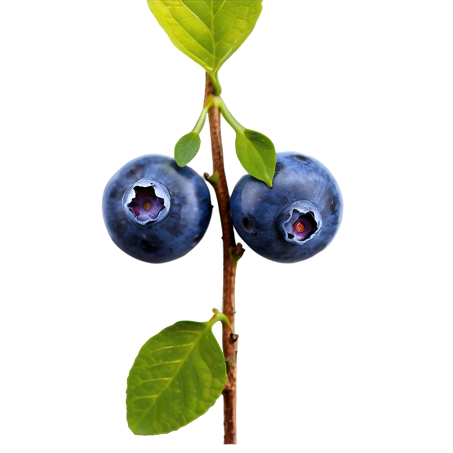 Blueberry Fruit Png 05062024 PNG image