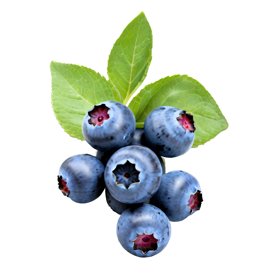 Blueberry Vegan Snack Png 84 PNG image