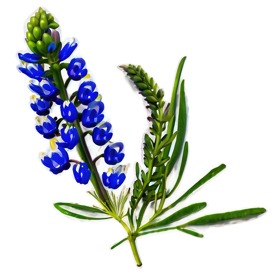 Bluebonnet Png Images (100++)