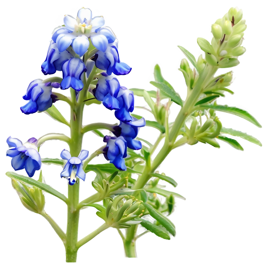 Bluebonnet At Dusk Png 06272024 PNG image