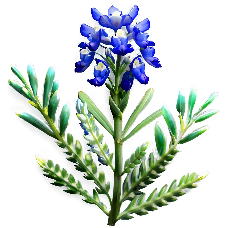 Bluebonnet At Dusk Png Qxf80 PNG image