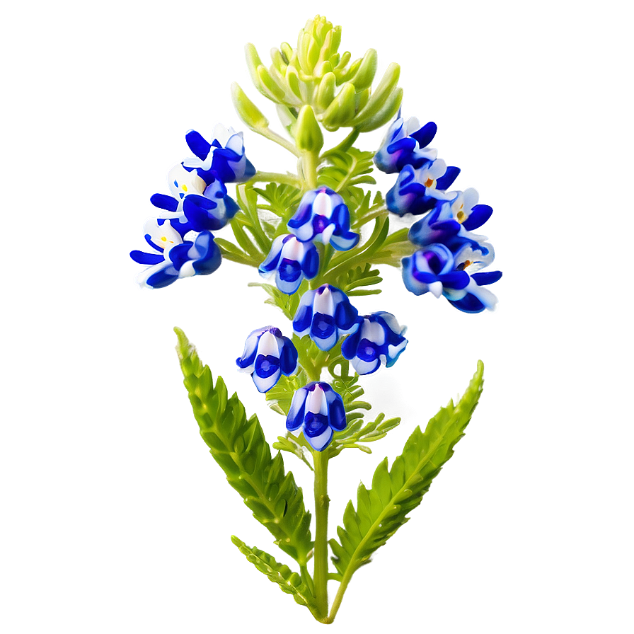 Bluebonnet B PNG image