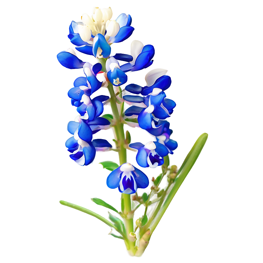 Bluebonnet Botanical Art Png 81 PNG image