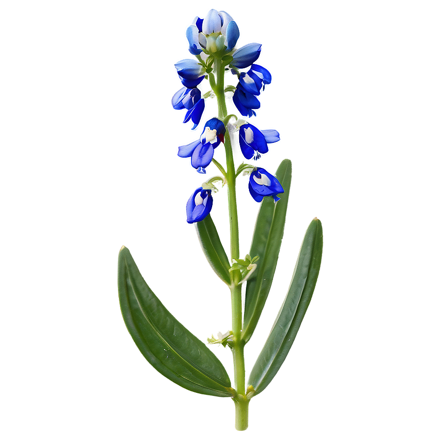 Bluebonnet Botanical Art Png Eww PNG image