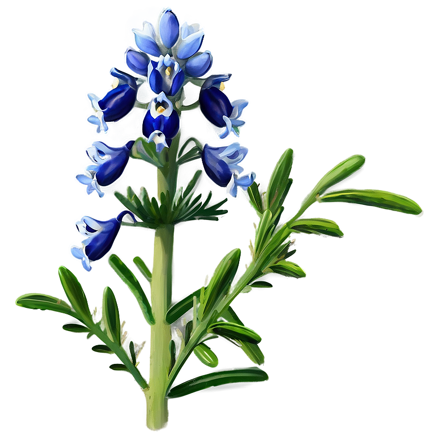 Bluebonnet Botanical Art Png Jvh PNG image