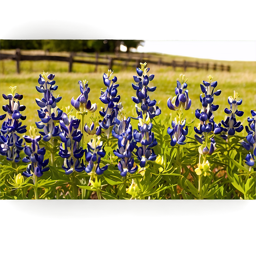 Bluebonnet Festival Png 36 PNG image