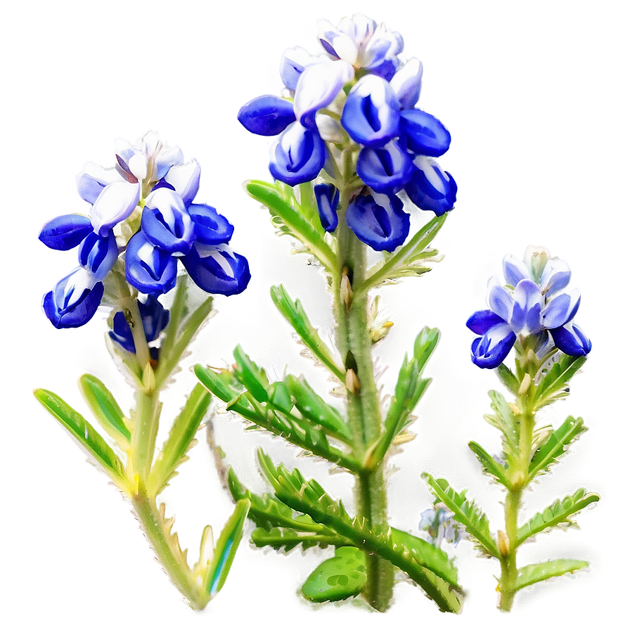 Bluebonnet Hill Country Png 06272024 PNG image