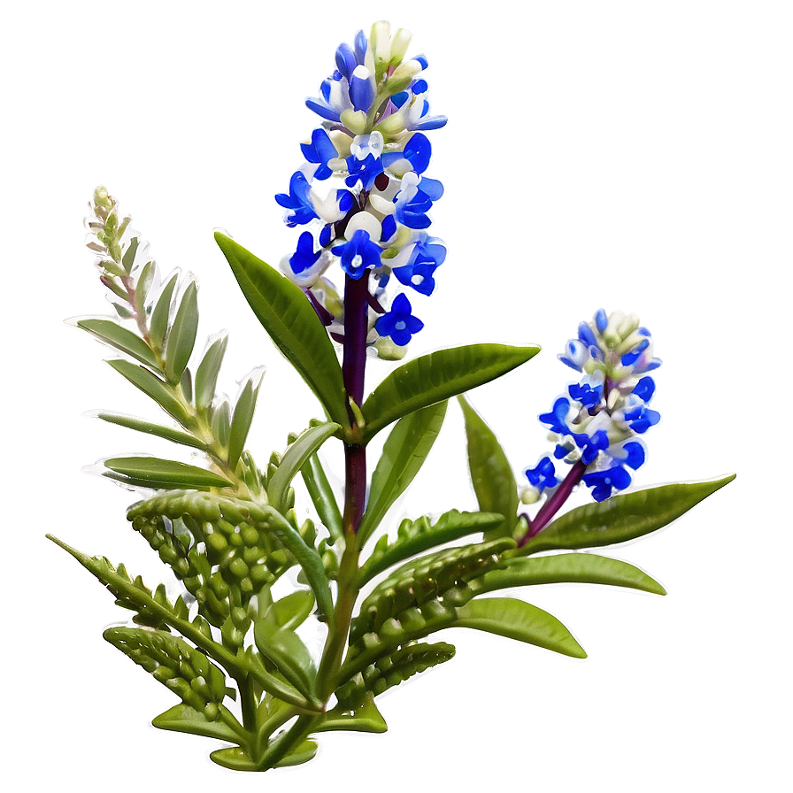 Bluebonnet Hill Country Png Ffy PNG image