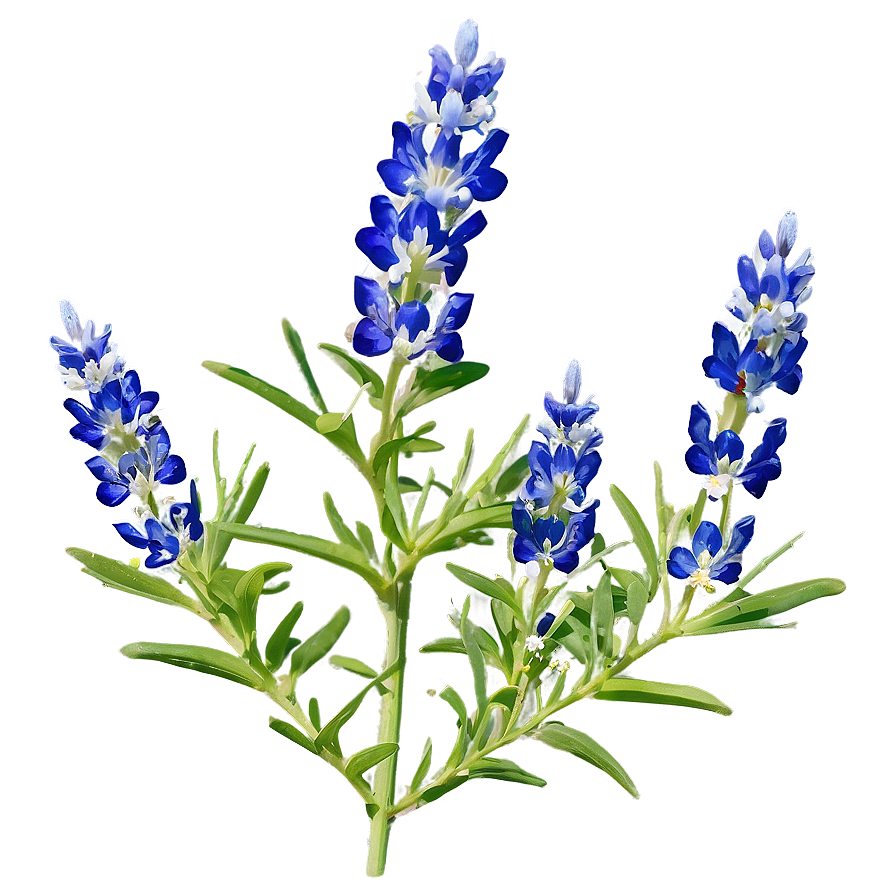 Bluebonnet Hill Country Png Fpb75 PNG image