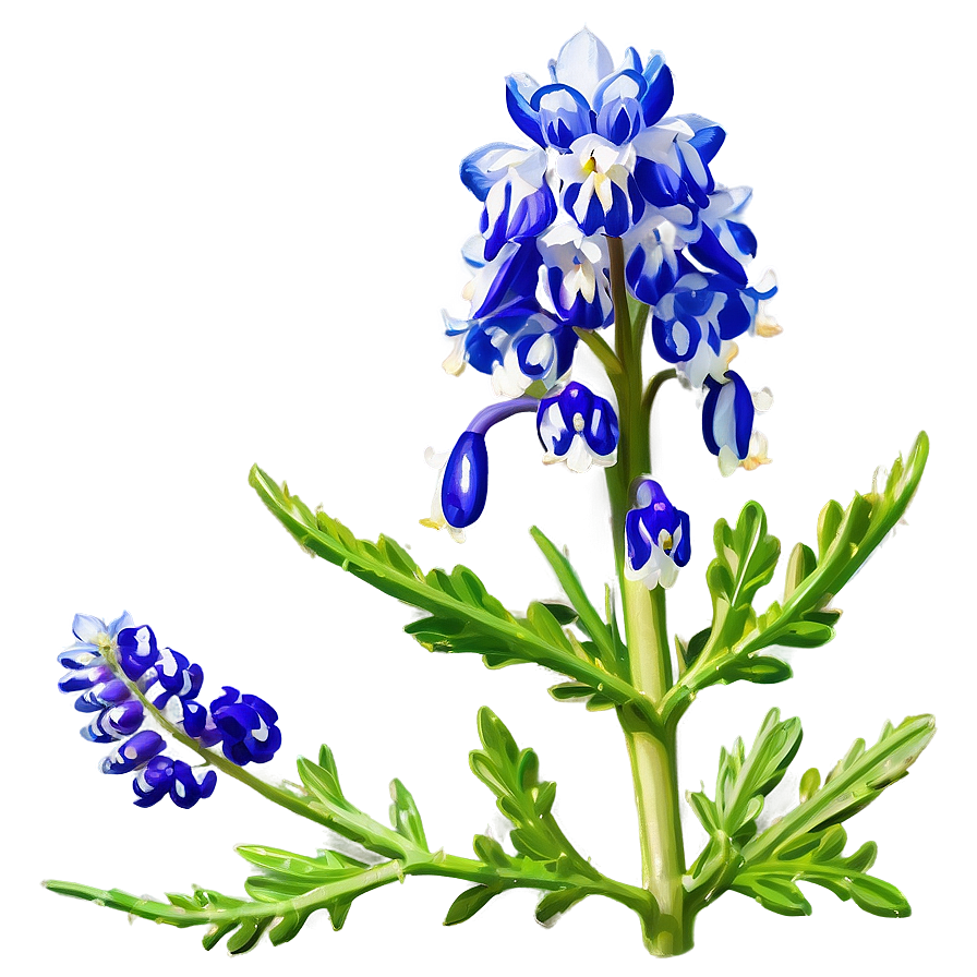 Bluebonnet In Soft Light Png Jpn73 PNG image